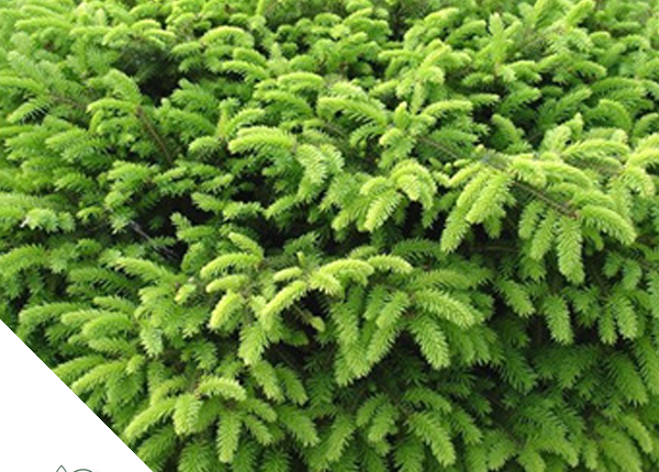 Conifeer Baeke Waarschoot