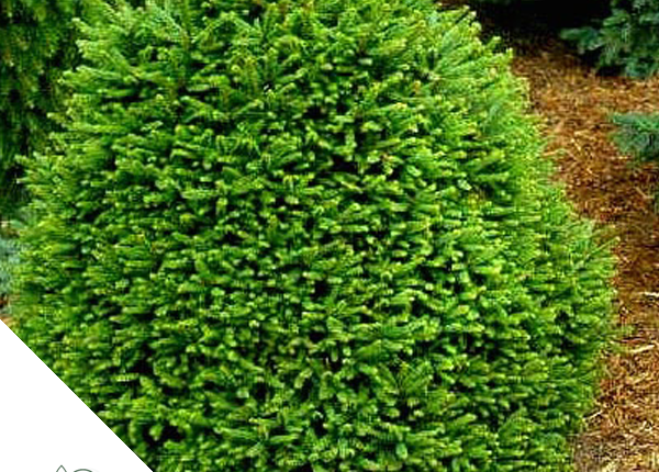 Conifeer_Baeke_Tuincentrum