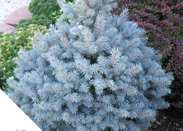 Conifeer_Tuincentrum_Waarschoot