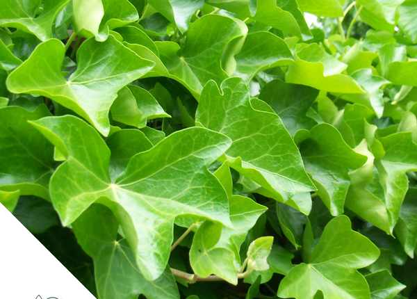 Klimop_Baeke_Tuincentrum