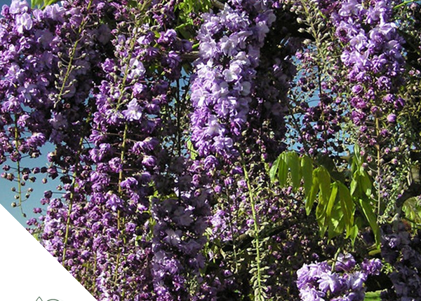 Blauwe_regen_Baeke_Tuincentrum