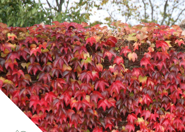 Baeke_Parthenocissus_wilde wingerd
