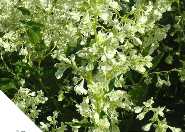 Klimplant_Tuincentrum_Baeke