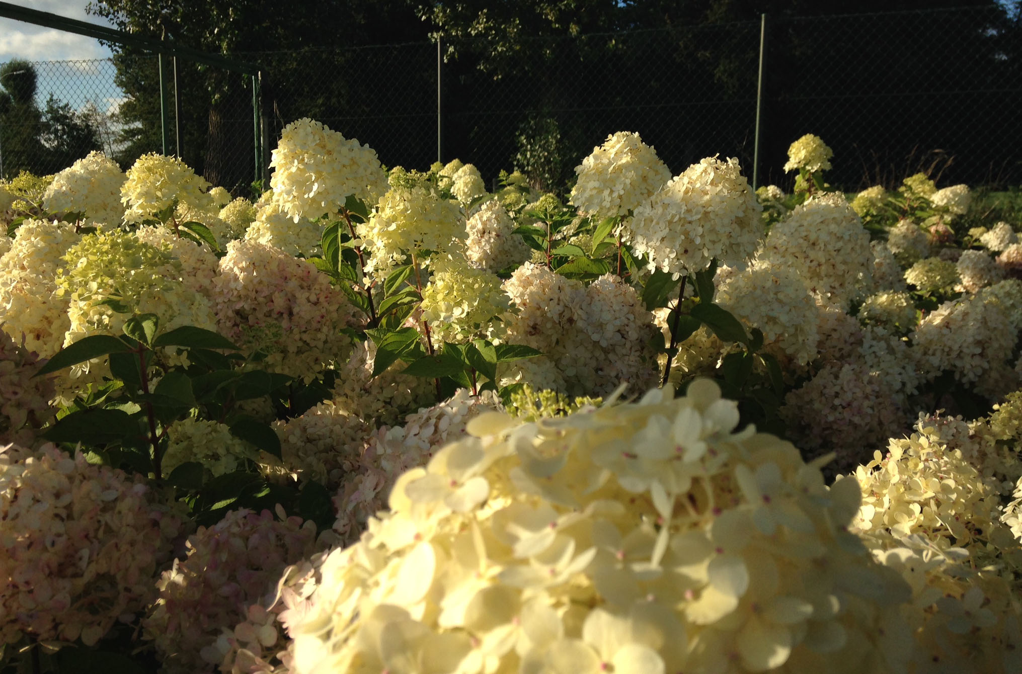 Bloemen en Planten Baeke Waarschoot