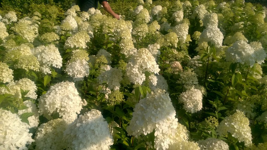 Plant nu uw hortensia !